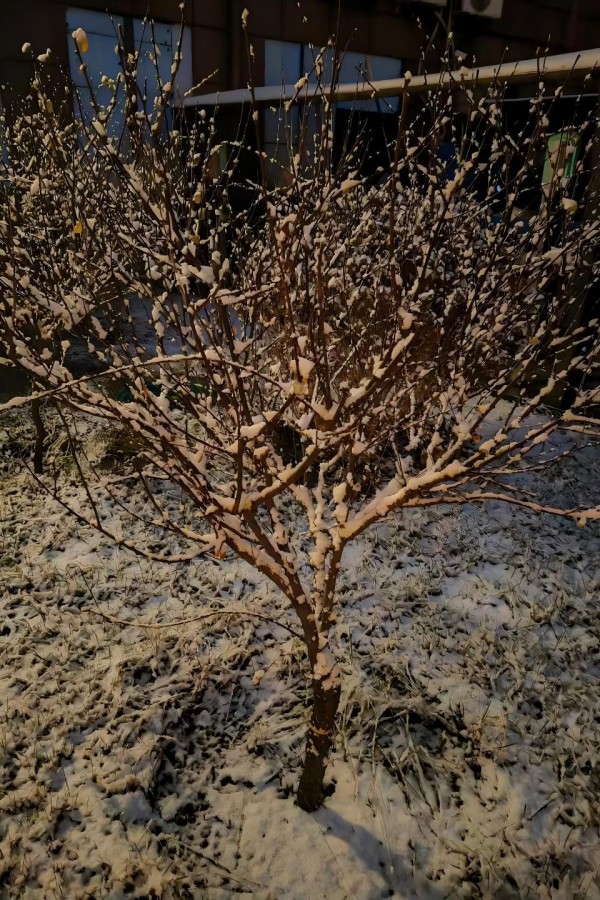 雪壓枝頭.jpg